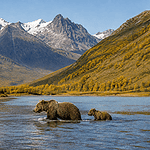 Bears wading in a scenic river below snowcapped mountains in Alaska scenes from the ultimate Alaska Wilderness Safari